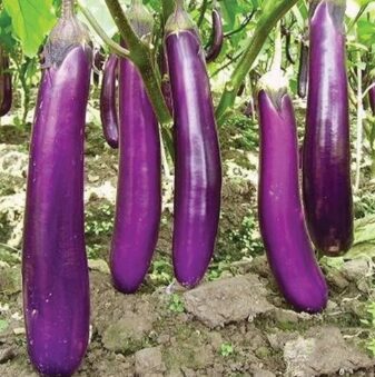 Taizemes baklažāns 'Long Purple'